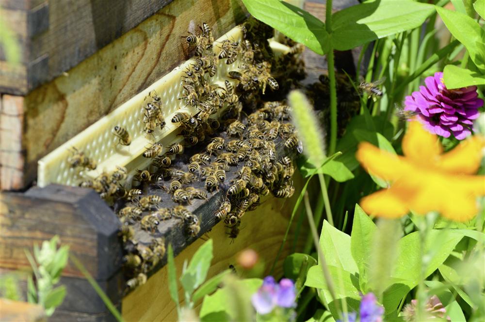 Sfeerbeeld bij Bijenlint door het dorp