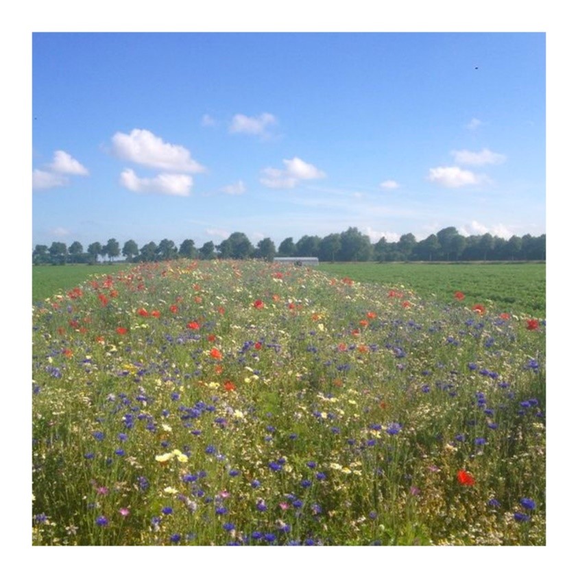 Bleomenveld in Lochem. 